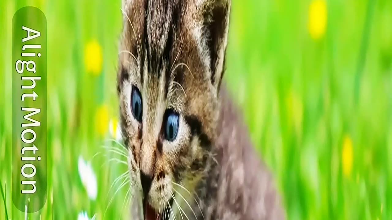 Wow #op #cute #amaging #animel #its-rakib-gaming