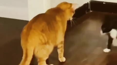 cats of tik tok