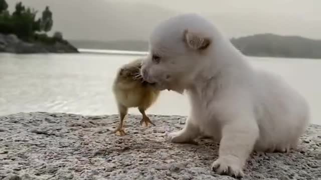 chicks and puppies