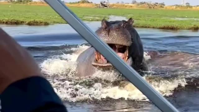 Hippo are one of the most dangerous animals to encounter