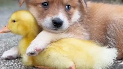 A will comfort the duck dog cute!