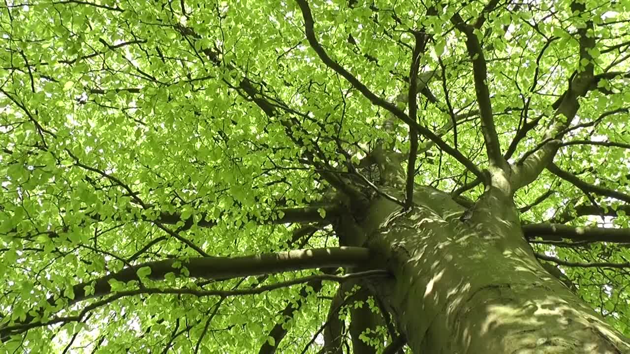 Robin Hd Footage Nature Spring Bird Robin Bird