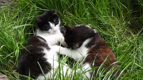 Feline twins play together /Les jumeaux félins jouent ensemble