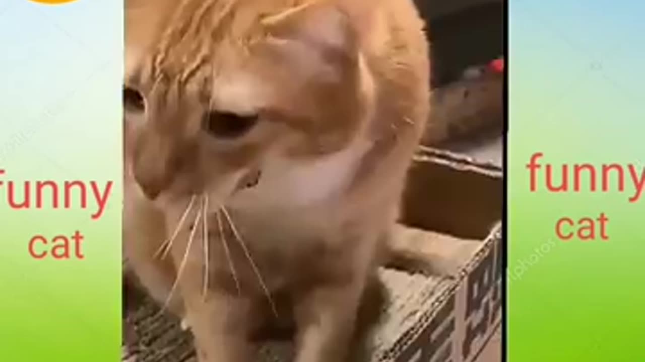 Cat doing funny things 😵‍💫😵‍💫😵‍💫