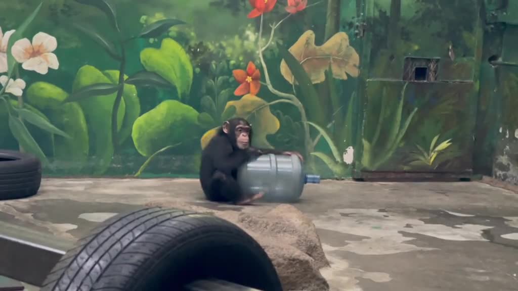 orangutans