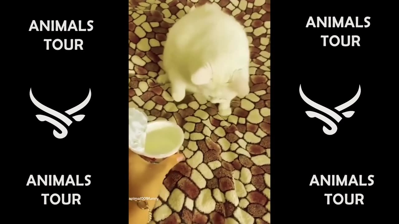 Funny animals - Funny cats / dogs - Funny animal videos #1