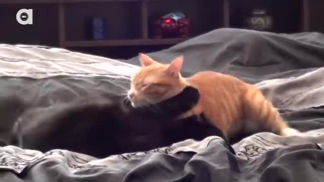 What Cats See ... 😻💀