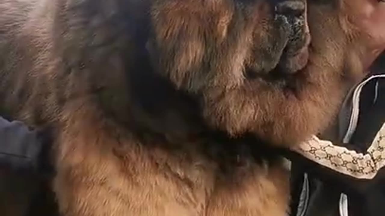 WORLD'S BIGGEST DOG TIBETAN MASTIFF