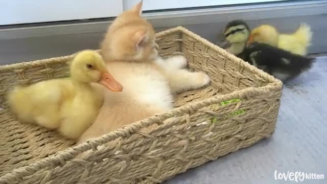 Ducklings want attention but Kitten Loki ignored them