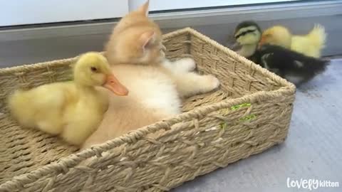 Ducklings want attention but Kitten Loki ignored them