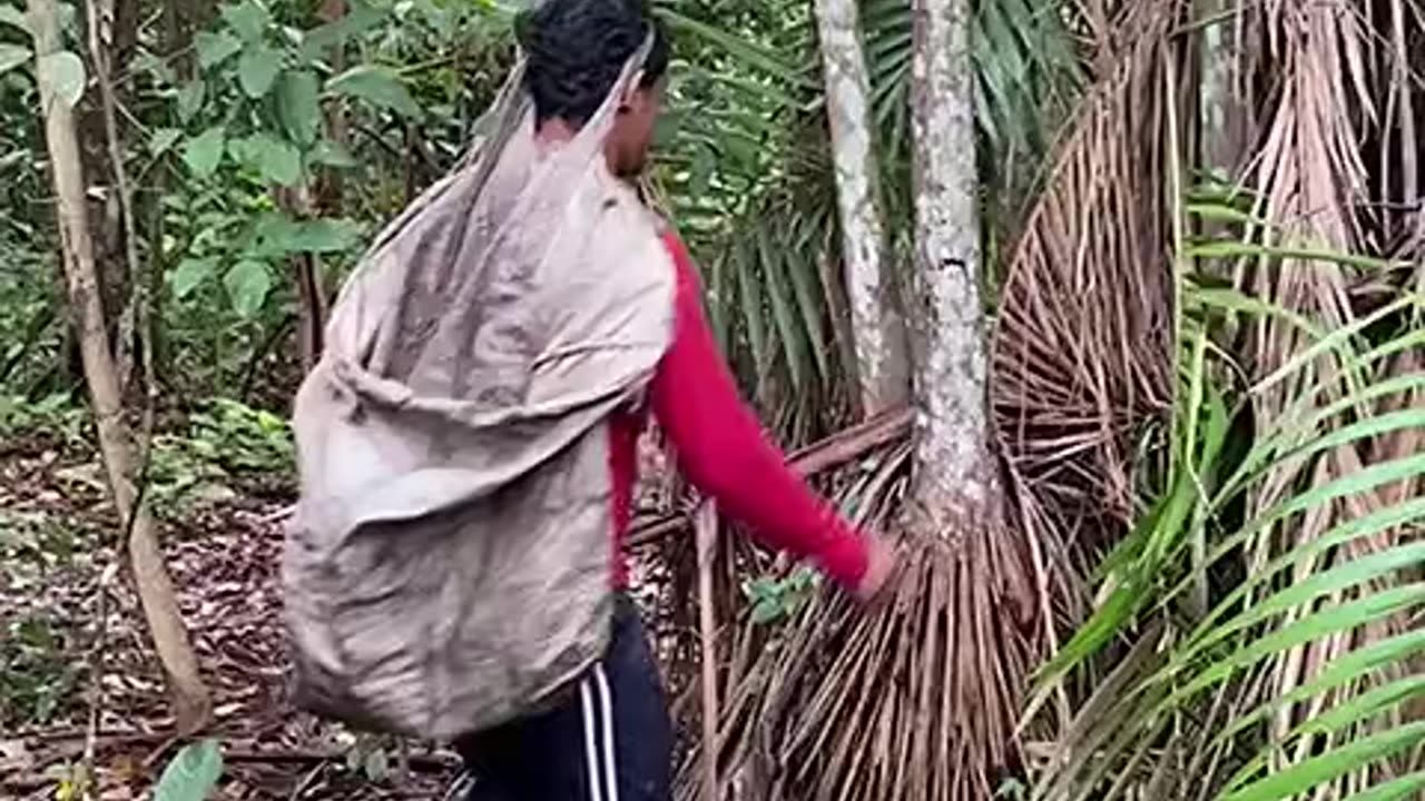 Açaí na Amazônia