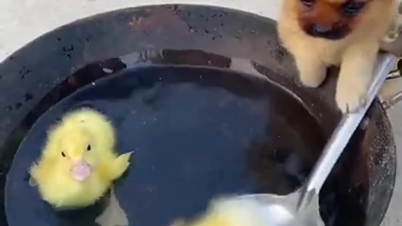 Baby dog cooking food fish-Funny Animal Cute Cute