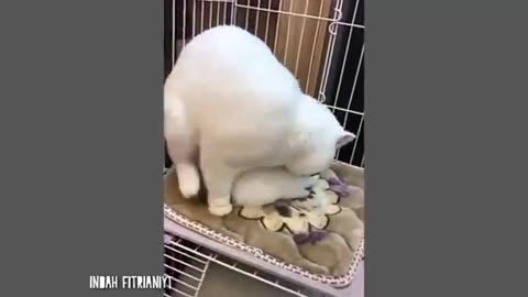 Funny animals