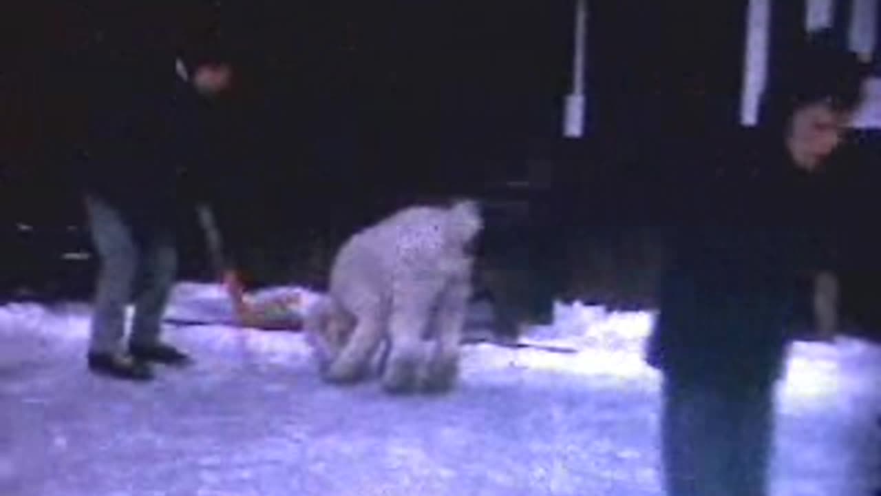 Tinker 1 on our back yard ice rink. Home movie.