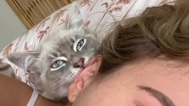 Get a kitten they said it would be fun they said