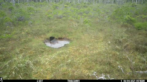 Bear Taking a Bath in Wallow