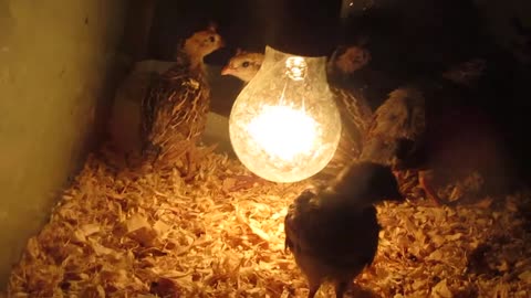 Bobwhite quail chicks, 3-4 days old