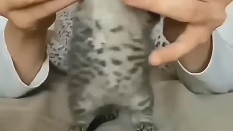 Short Video for funny animals - Surprise