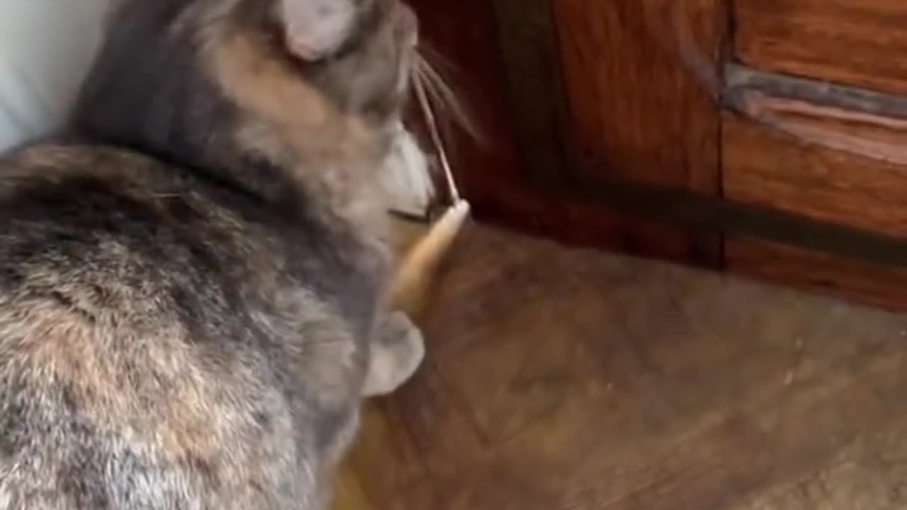 Funny Cat Video