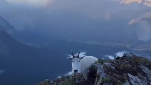 #Encounter # Wonderful animals