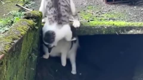 Tries to get the cat out!🐾🎉🐾🎉