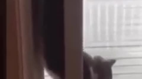 Animal lover - Funny cats 4 shorts