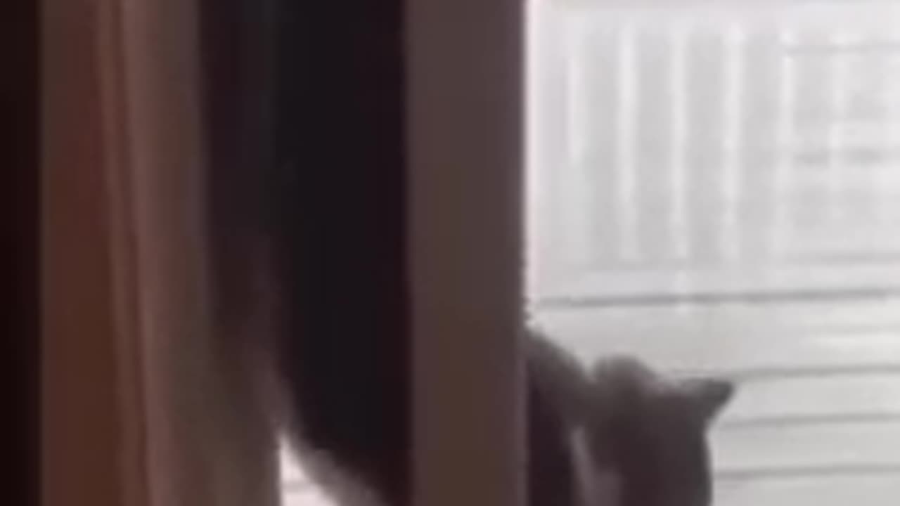 Animal lover - Funny cats 4 shorts