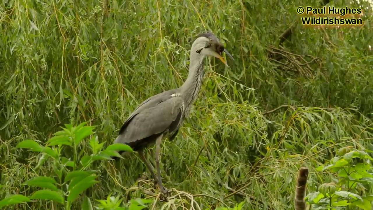 Dramatic scenes in a duck nesting habitat with a heron that's devouring ducklings for dinner meats