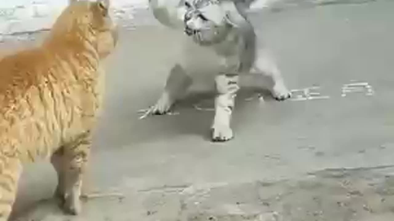 Cat cat funny videos kitty