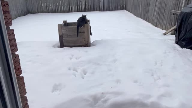 Squirrel Must Dodge Cat to Obtain Treat