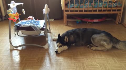 Husky Dick calms the child