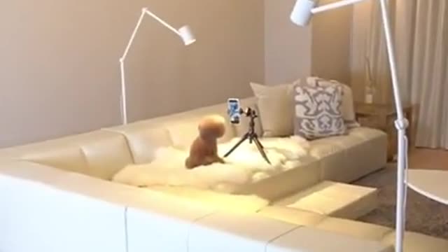 Funny poodle 🐩 Cute furry poodle is live streaming