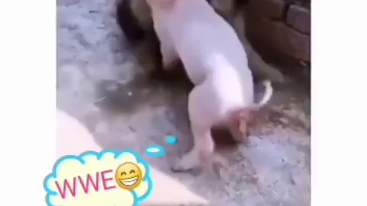 Animal funny fight video 😂 #funny follow to more videos 😅😂