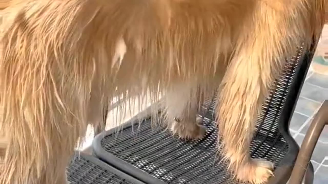 Dog Bathing At Home | Dog Bathing Funny Videos | Dog Bathing | How To Bathe A Dog
