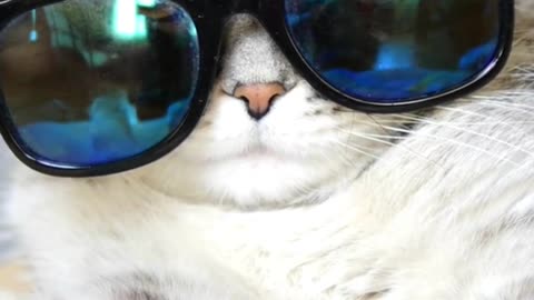 The Big Billa #cat #short Billa #pet Lover Smart Cat Funny Cute Billa
