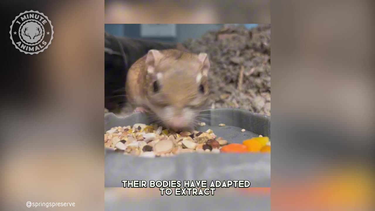 kangaroo rat in one minute video