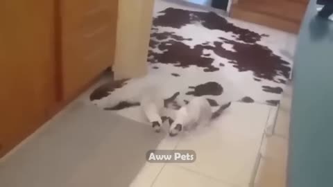 The Magic of Pets: A Video that Will Warm Your Heart