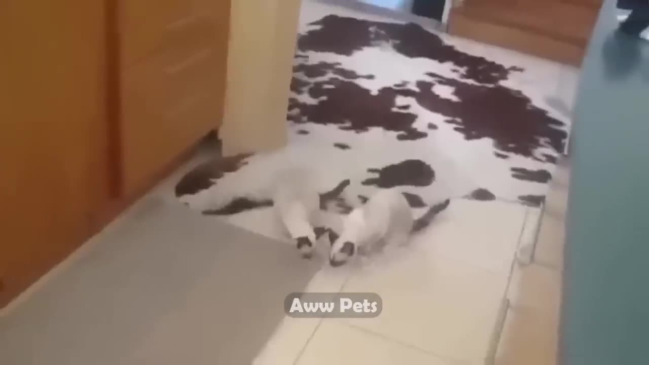 The Magic of Pets: A Video that Will Warm Your Heart