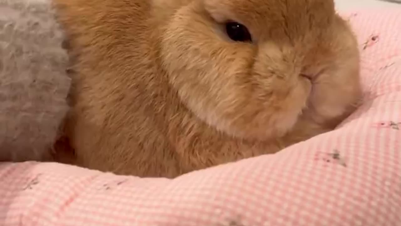 chubby rabbit