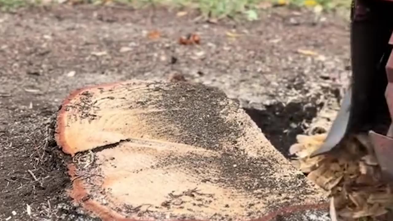 Tree stump removal