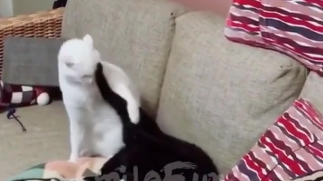 funny video about cats #funny videos #cool #funny #animal jokes #animal funny #cats