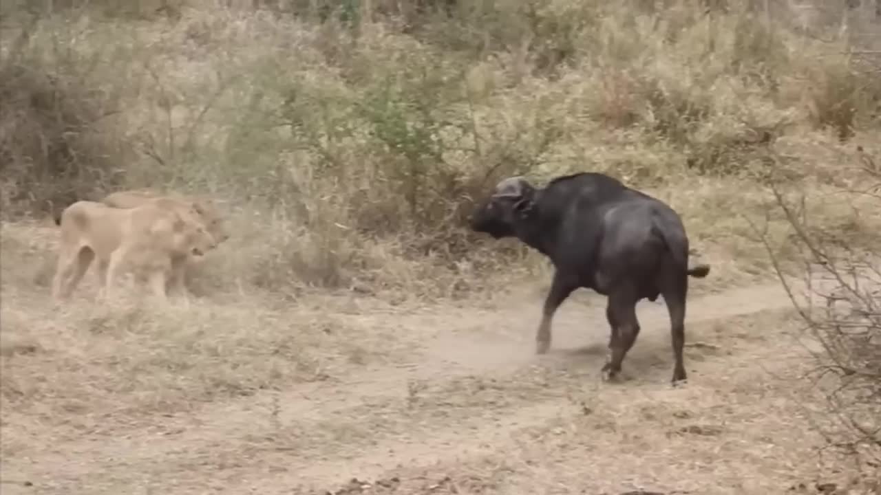 Lion vs Buffalo fight to Death | Wild Animals