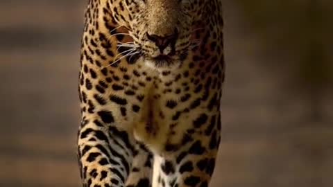 The animal world leopard transition