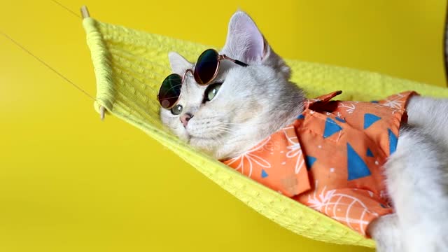 Funny cat