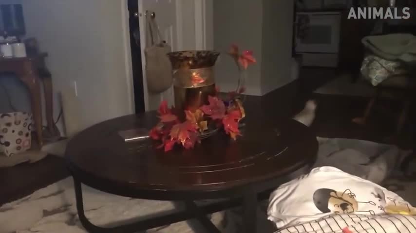 Cats Are So Funny You Will Die From Laughing!!! (Funny Cat Compilation, Clean, No Swearing)