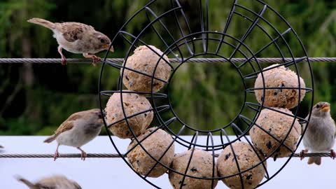 Funny Birds Eating