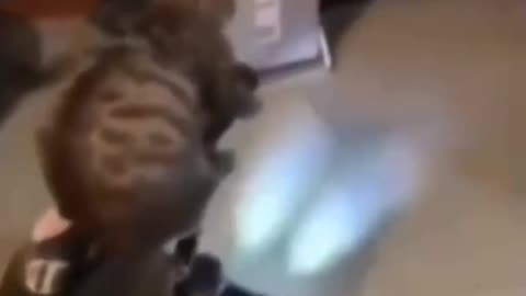 Cute cats video compilation 53