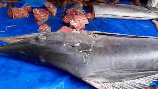 50kg Marlin Fish Caught Big Sea Fish