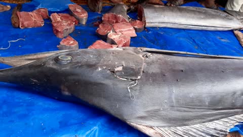 50kg Marlin Fish Caught Big Sea Fish