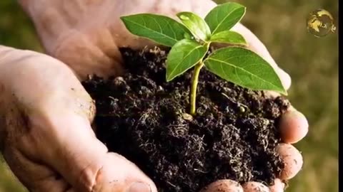 How to make fertilizer at home